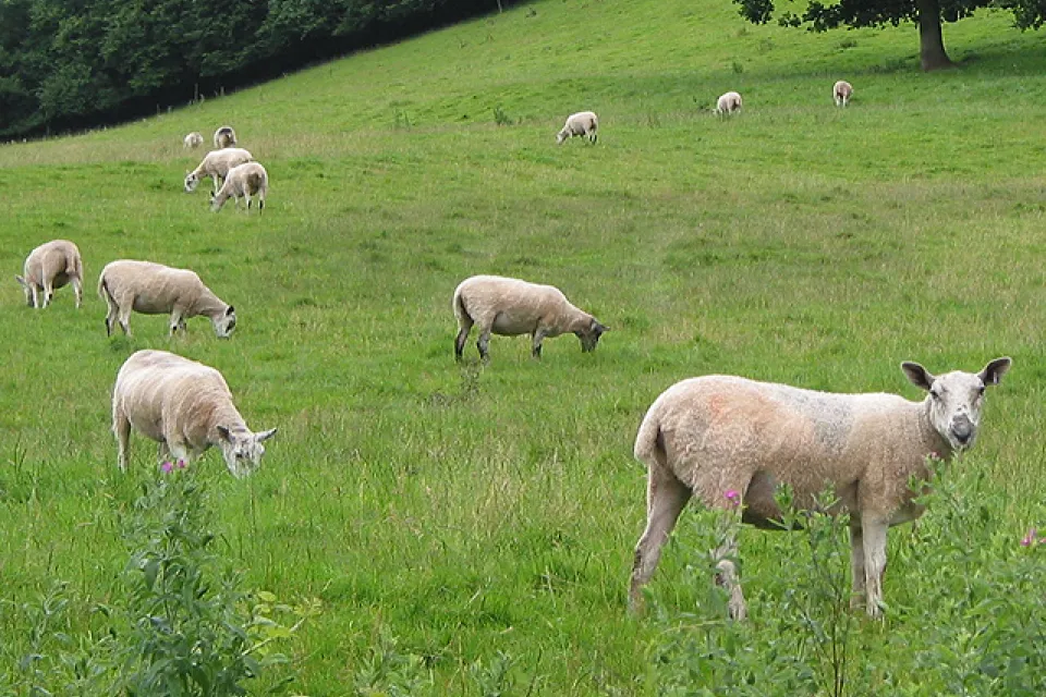 Sheep grazing on a green hillside